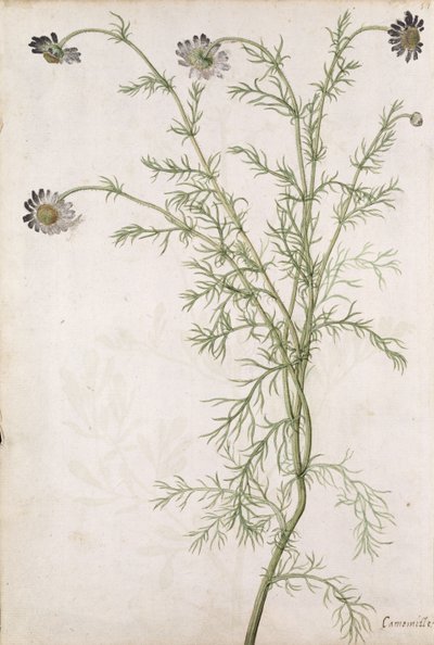 Chamaemelum nobile Allioni, c.1568 by Jacques Le Moyne